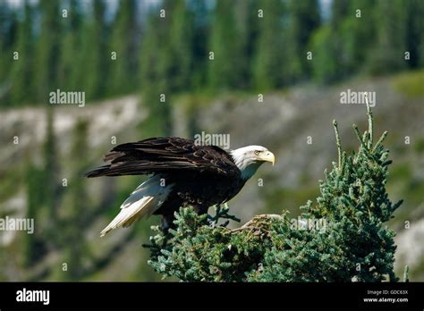 Bald Eagle Nesting Hi Res Stock Photography And Images Alamy