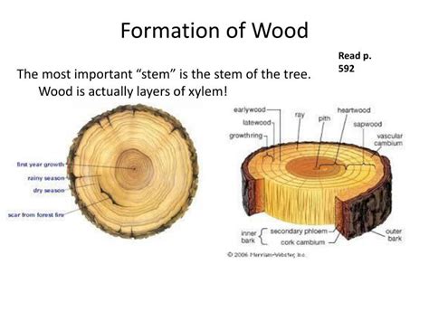 PPT Chapter 23 Roots Stems And Leaves PowerPoint Presentation ID