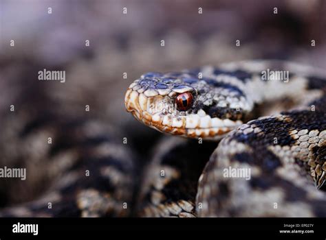 The Head Of An Adder Uk Stock Photo Alamy