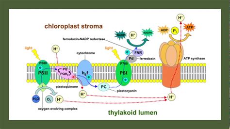 AP Biology Unit 3 Cellular Energetics Complete Review YouTube