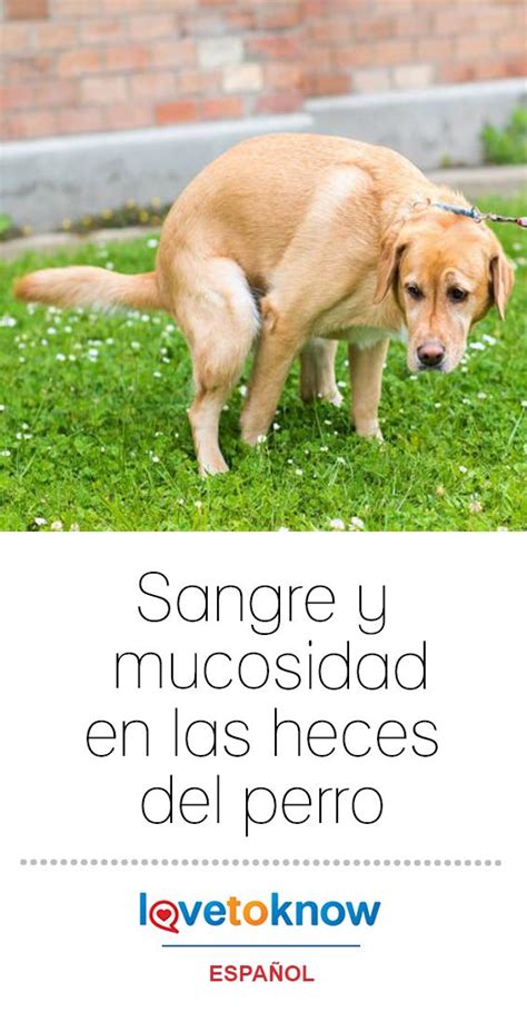 Sangre Y Mucosidad En Las Heces Del Perro Lovetoknow Artofit