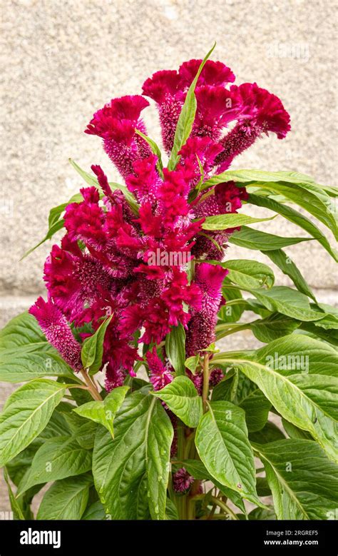 Celosia Argentea Flower Head Growing On Outdoors Stock Photo Alamy