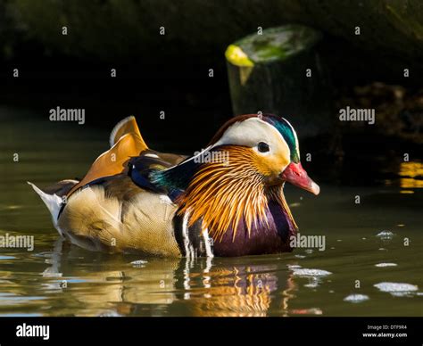 Mandarina duck hi-res stock photography and images - Alamy