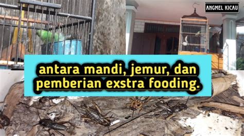 Urutan Yang Tepat Antara Mandi Jemur Dan Pemberian Exstra Fooding