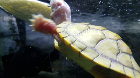 [072] First Feeding Attempt Of The Albino Red Eared Sliders Youtube