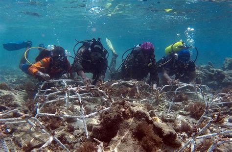 Marinir Tanam Dan Rawat Terumbu Karang Di Sendang Biru Malang Suara