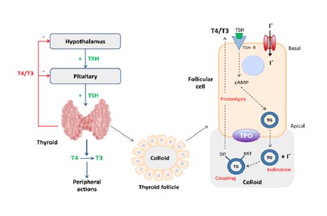 Frontiers The Role Of Inositol In Thyroid Physiology And In 41 OFF