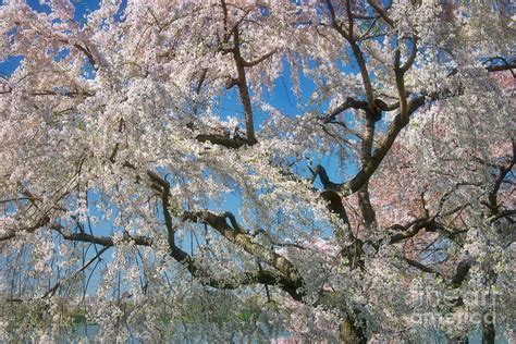 Cherry Blossoms on the Potomac Four Photograph by Susan Isakson - Fine ...