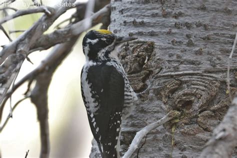 American Three Toed Woodpecker East Cascades Audubon Society