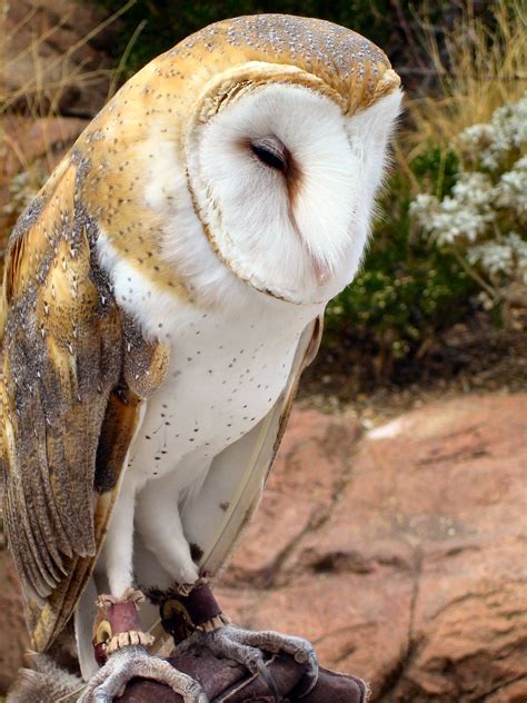 Desert Owl, Sonora Desert Museum, Arizona, 2005 | UPICTURE