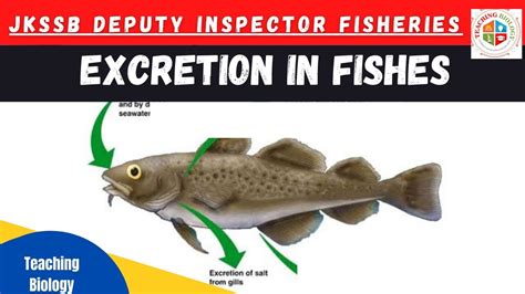 Excretion In Fishes Crack Fisheries Jkssb Exam YouTube