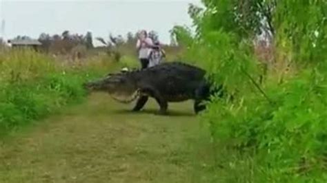 Must Watch Giant Alligator Takes A Stroll Through Florida Reserve