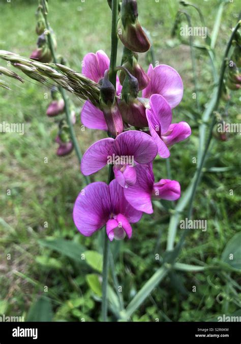 Wild sweet pea flowers Stock Photo - Alamy