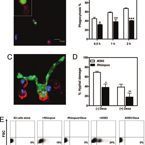 S2 D Melanogaster Phagocytic Cell Ex Vivo Assays A The D