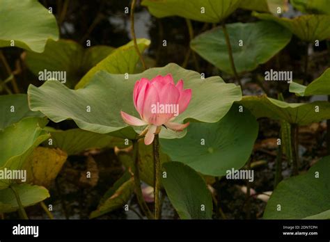 Flor de loto Nelumbo komarovii Nelumbo nucifera también conocida como