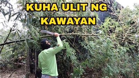 Day Kubo Making Nanguha Ulit Ng Kawayan Ang Kuwento Ng Mula Sa