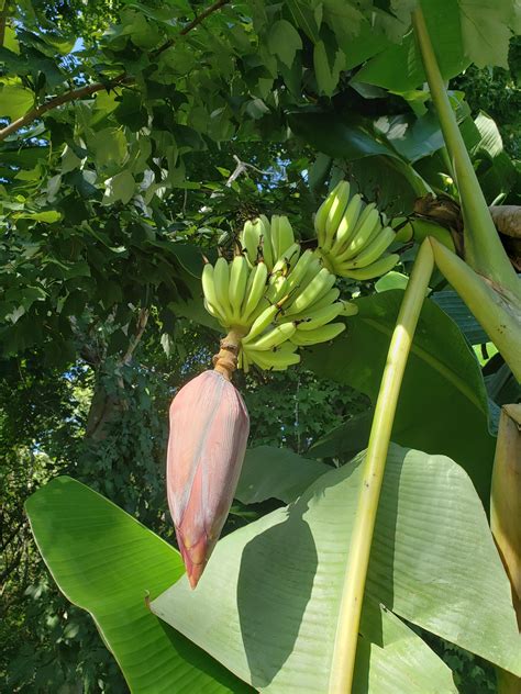 Ice Cream Banana Tree