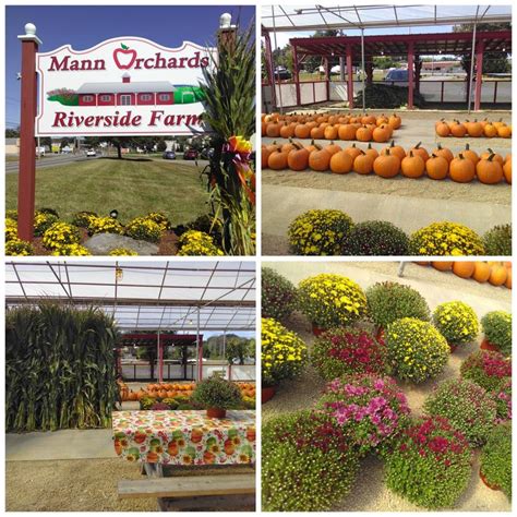 Mann Orchards Riverside Farms Methuen Ma Cornmaze Mannsmaze