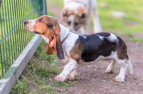 10 Best Basset Hound Rescues for Adoption (2024): Our Top 10 Picks!