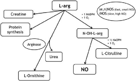 Metabolic Pathways For Arginine Four Major Metabolic Pathways For