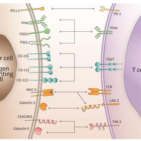 Interaction Of Immune Checkpoint Ligands And Their Cognate Receptors