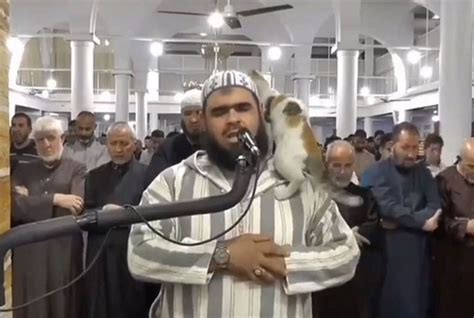 Watch Cat Jumps On Imam Kisses Him As He Leads Ramadan Night Prayers