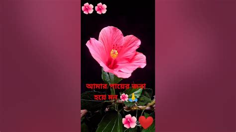 আমার পায়ের জবা হয়ে মন🌺🌺🙏 Subscribe Audio Youtube