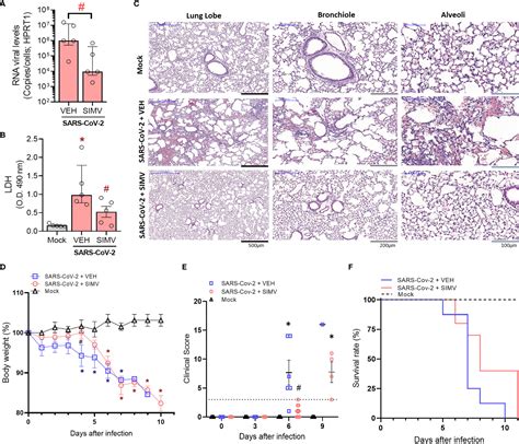 Frontiers Simvastatin Downregulates The Sars Cov Induced