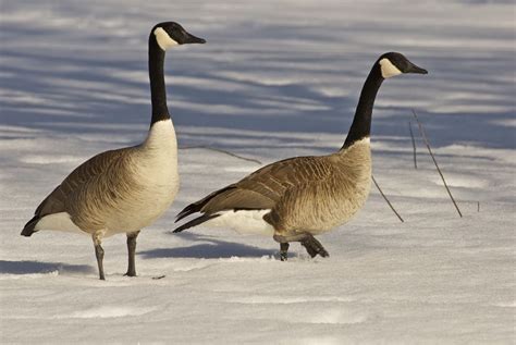 Desktop goose source code - tiklomore