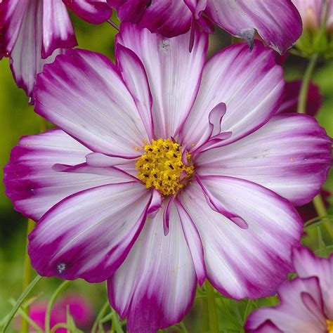 Buy Cosmos Cosmos Bipinnatus Fizzy Rose Picotee Fizzy Series