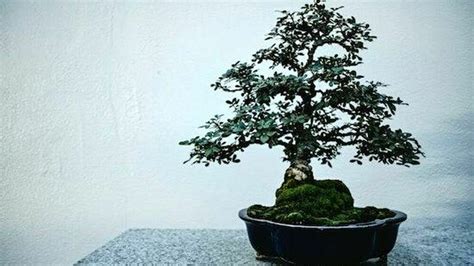 Bonsai Il Regalo Di Natale Perfetto Per Gli Amanti Del Giardinaggio I