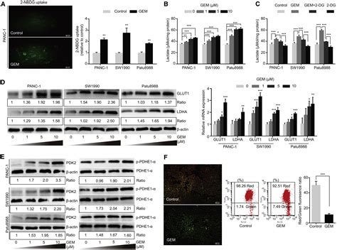 Ros Kras Ampk Signaling Contributes To Gemcitabine Induced Stem Like Cell Properties In