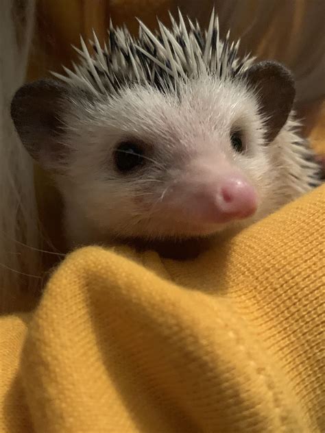 She’s called Shaymin. : r/Hedgehog