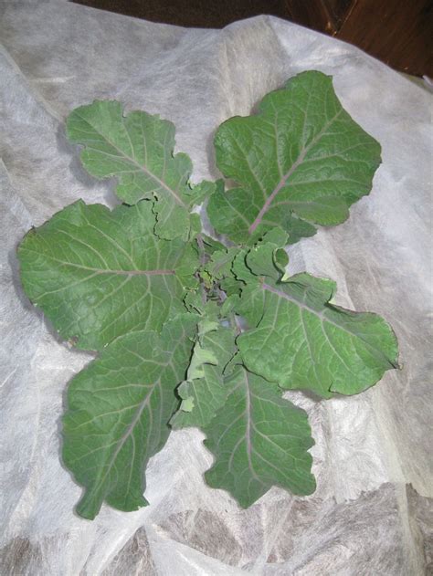 Tree collard harvest