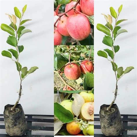 Golden Bloom Red Kashmiri Sinduri Apple Ber Plant Hybrid And Grafted