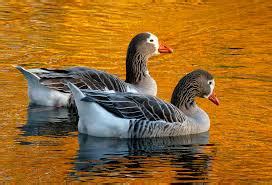 8 Goose Breeds to Consider For Your Homestead