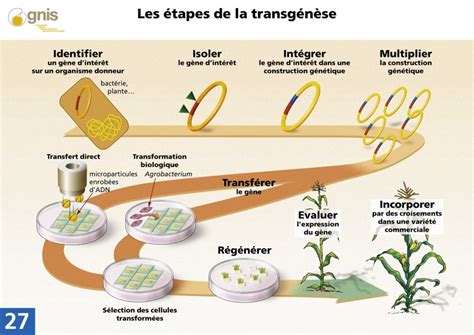 Les Organismes Génétiquement Modifiés Ogm Echosciences Grenoble