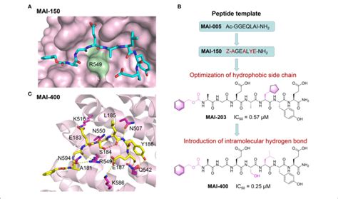 Peptide Based Ppi Inhibitors Targeting Apc Asef Ppi A Structural