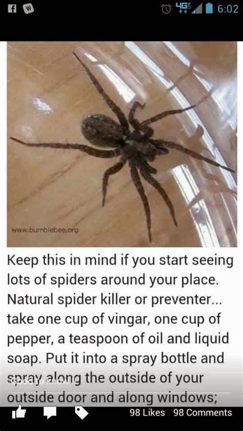 Effective Diy Methods To Get Rid Of Spiders In Your Home Handy Diy