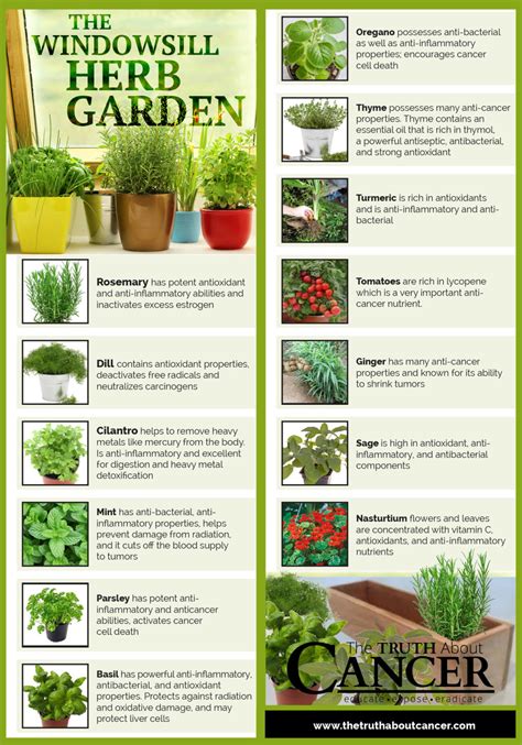 Herbs Plants