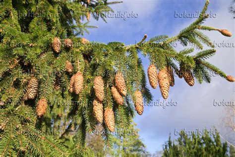 Images Picea Abies Acrocona Images De Plantes Et De Jardins