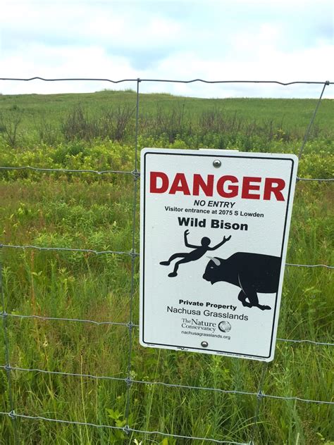 Strategies For Stewards From Woods To Prairies What Would Bison Do