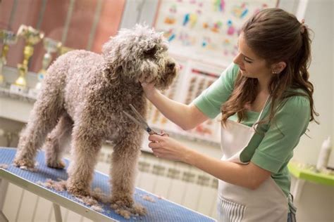 Diventare Toelettatore Corsi Di Toelettatura Per Cani E Gatti