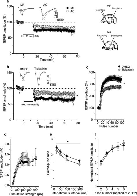 Mossy Fiber Mf Ca3 Synapses Show Bdnf Dependent Ltd Frequency