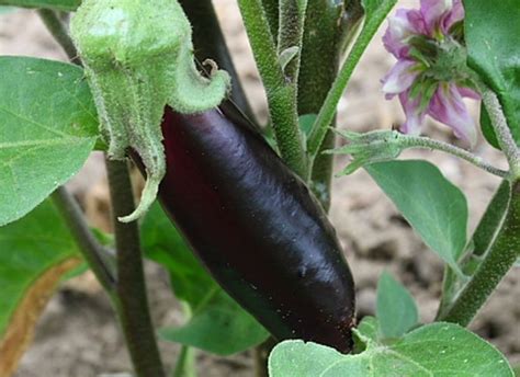 Japanese Eggplant Plant