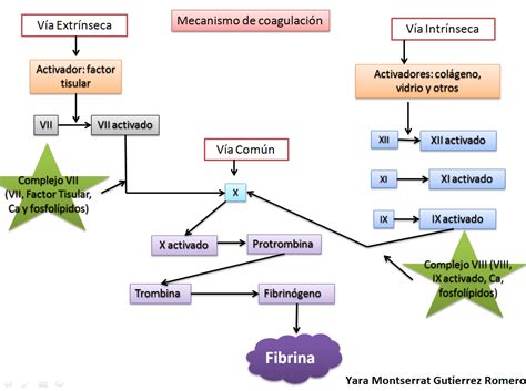 Uas Fisiologia Medica Mecanismo De Coagulaci N