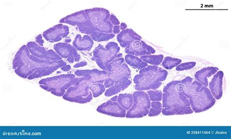 Human Thymus Cortex And Medulla Stock Photo Image Of Medulla