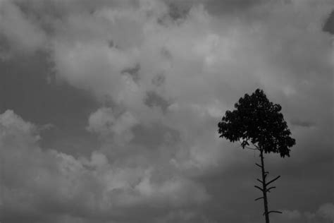 Tall Tree Silhouette Stock Photos Images And Backgrounds For Free Download