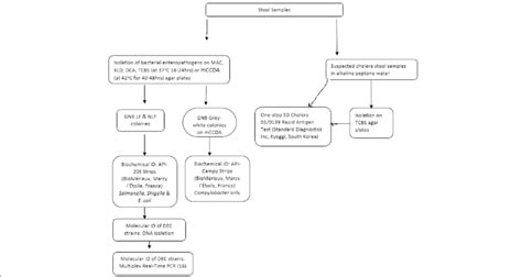 Flow Chart Showing The Isolation And Identification Of Bacterial Download Scientific Diagram