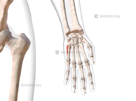 Left opponens digiti minimi | BioDigital Anatomy